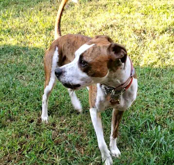 Photo of Luna