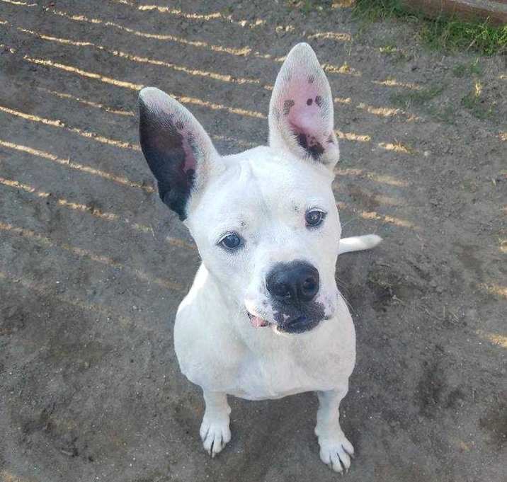 Photo of Harley