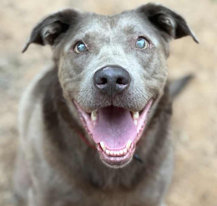 Photo of Sterling - PLEASE READ ALL INFORMATION