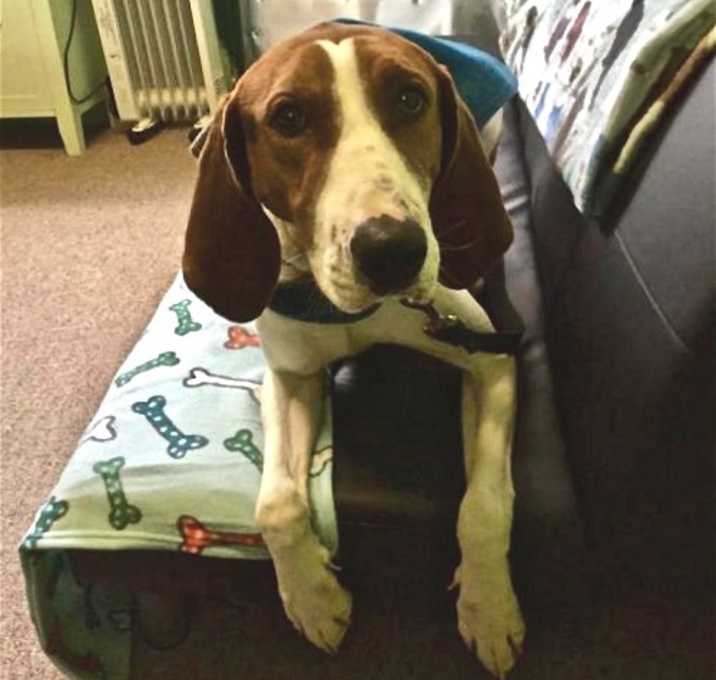 Photo of Ollie