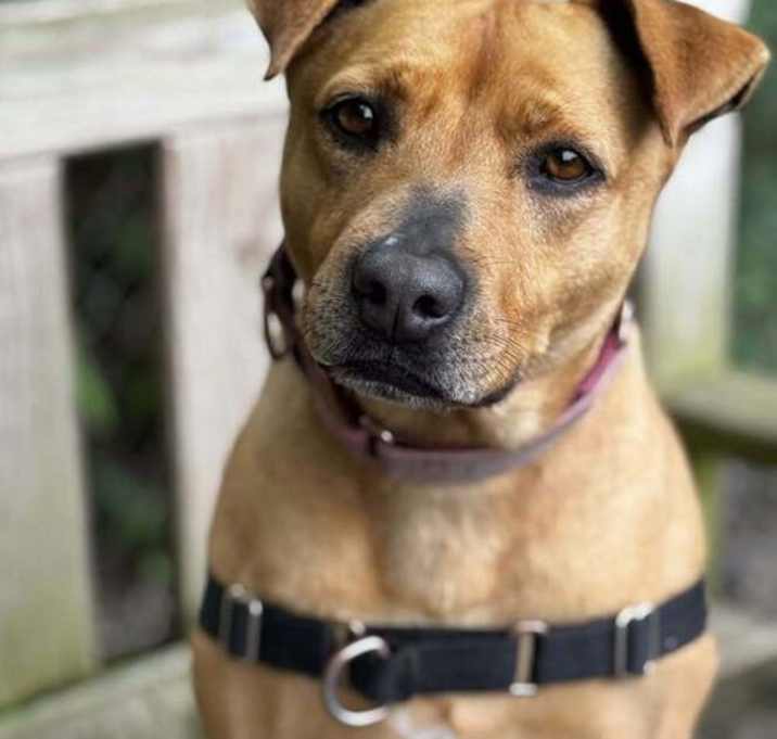 Photo of Banjo