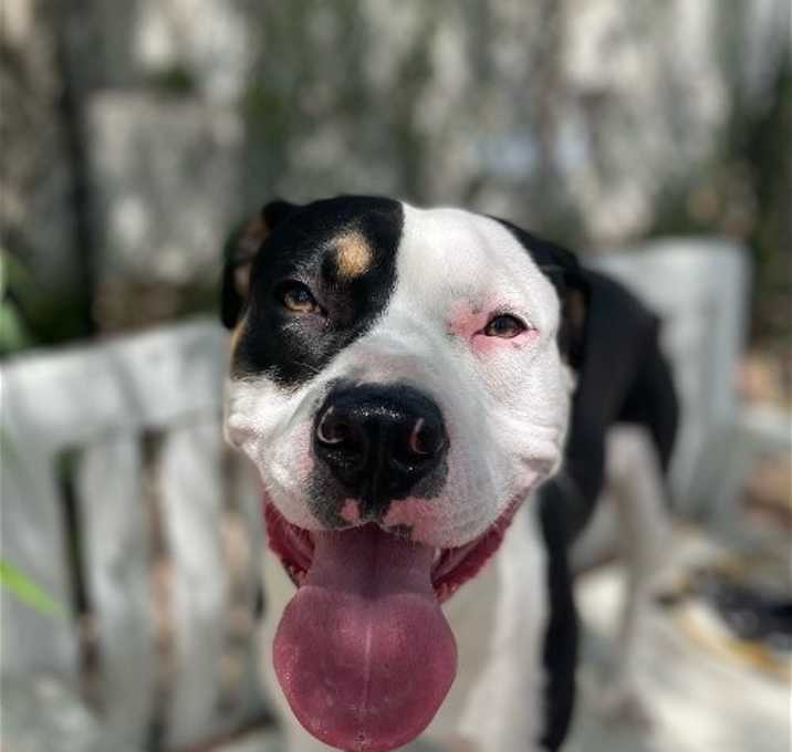 Photo of Rex