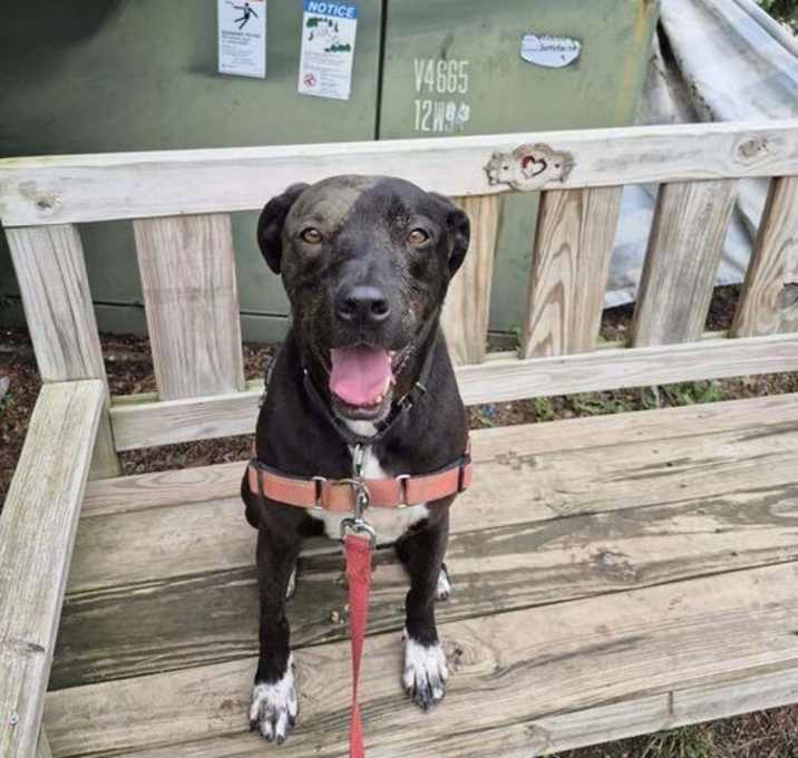 Photo of Otis