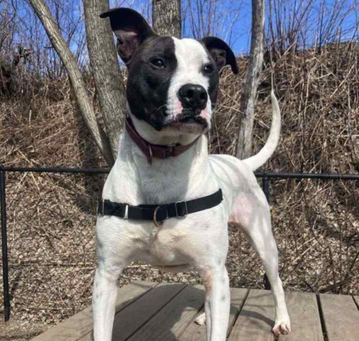 Photo of Roscoe