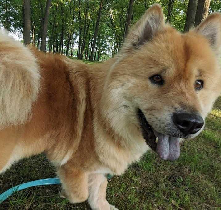 Photo of Kitsune