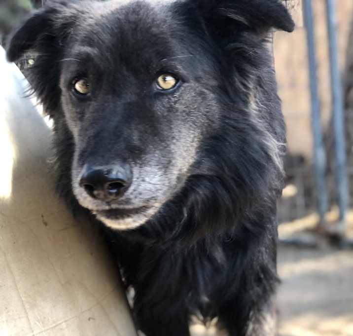 Photo of Rambo