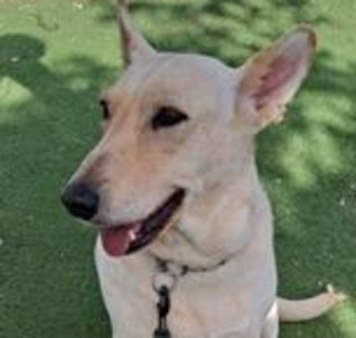 Photo of Stella