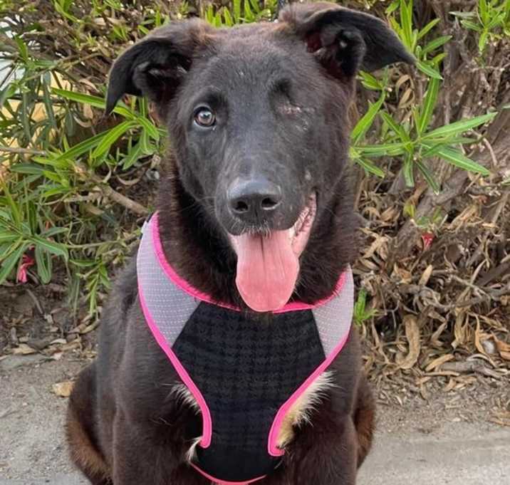 Photo of Roxy The Pirate