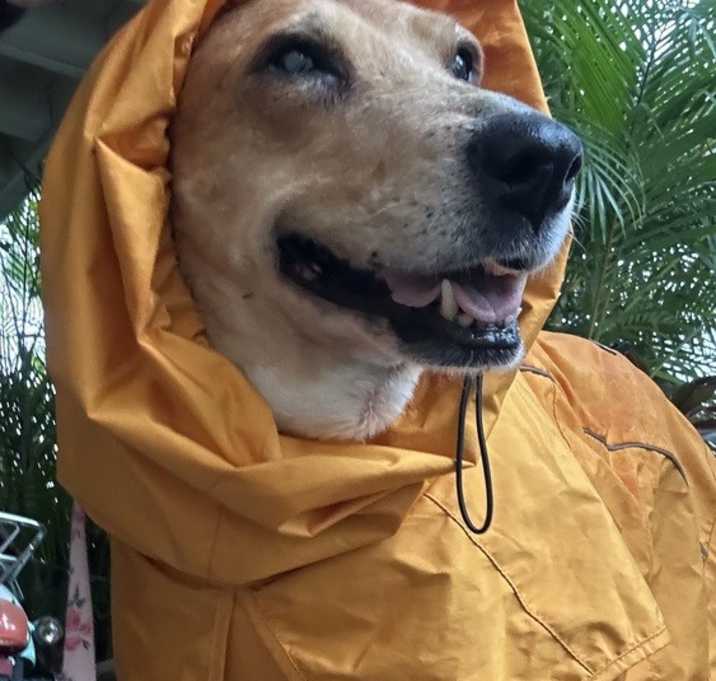 Photo of Rosie