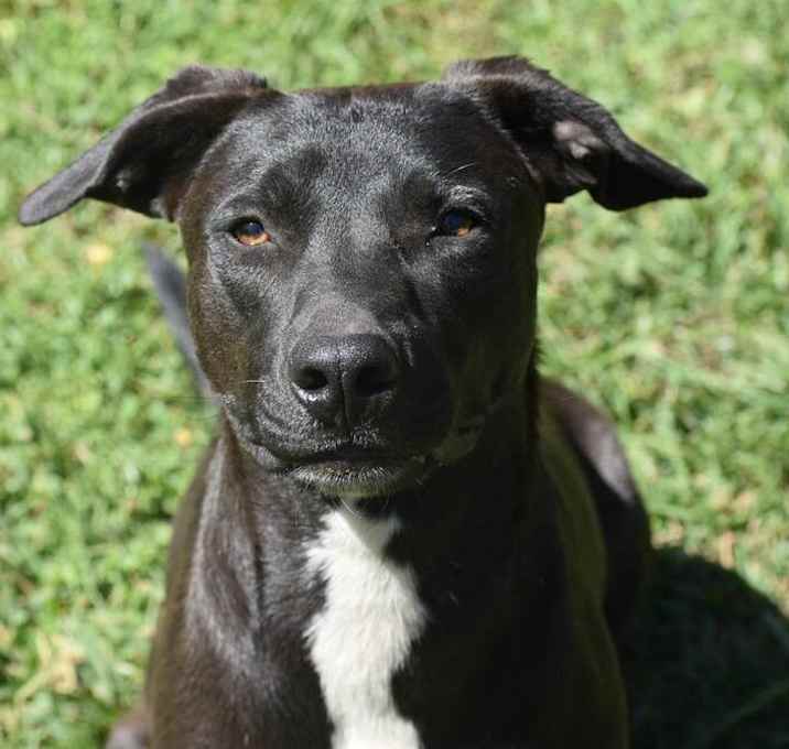 Photo of Pepper