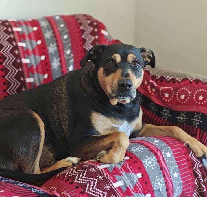 Photo of Cosmo