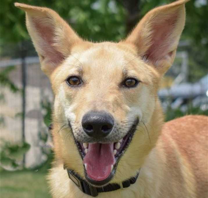 Photo of Bambi