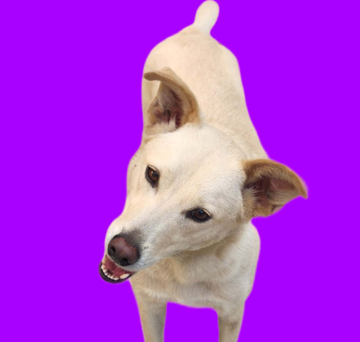 Photo of Blanca