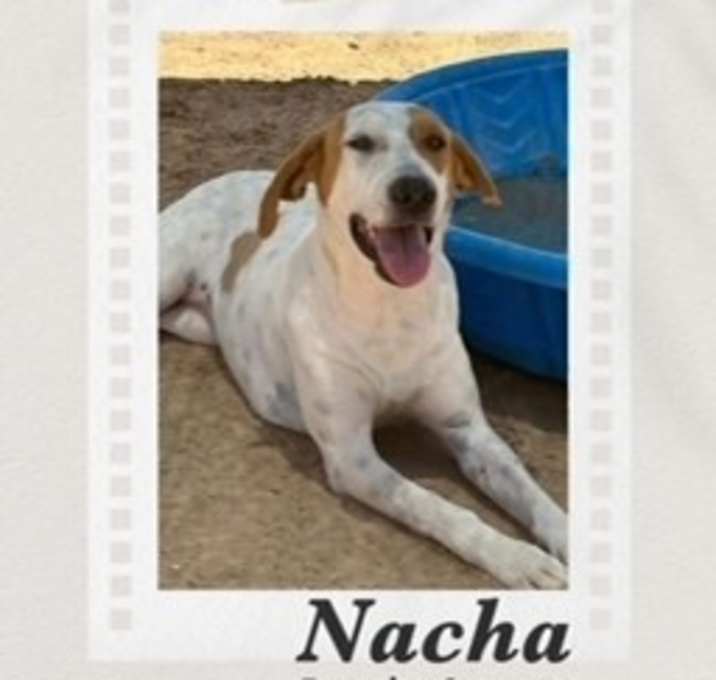 Photo of Nacha