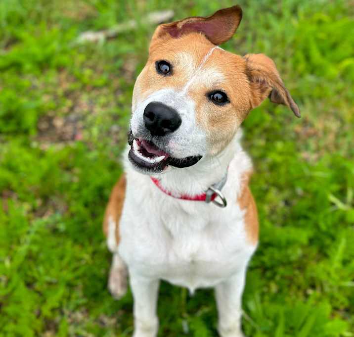 Photo of Lady