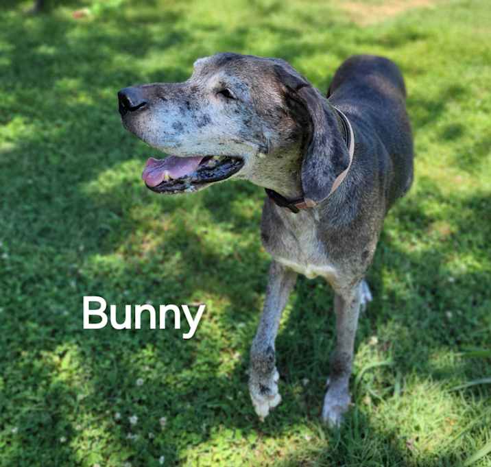Photo of Bunny