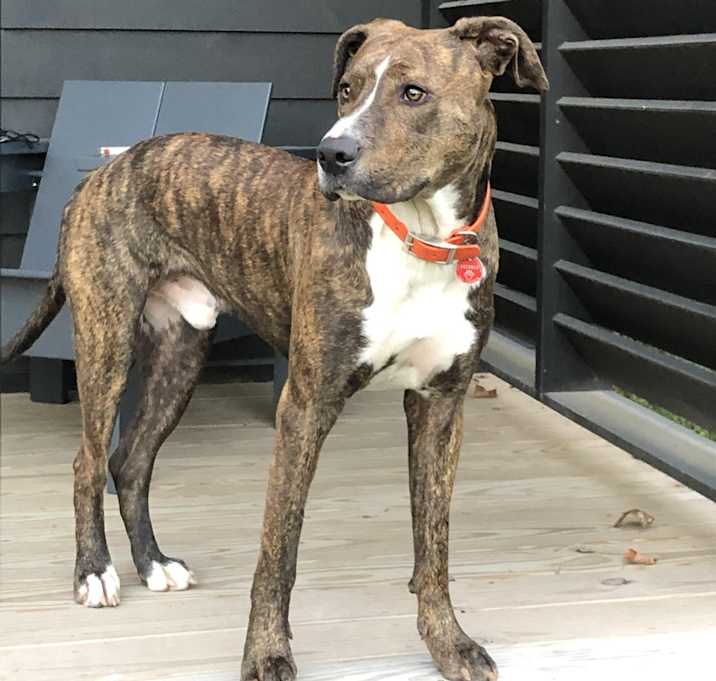 Photo of Boone