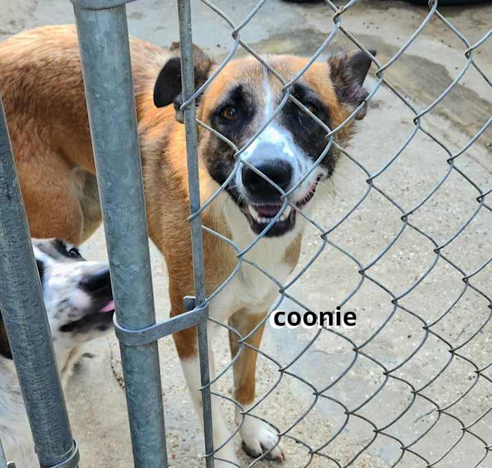 Photo of Coonie