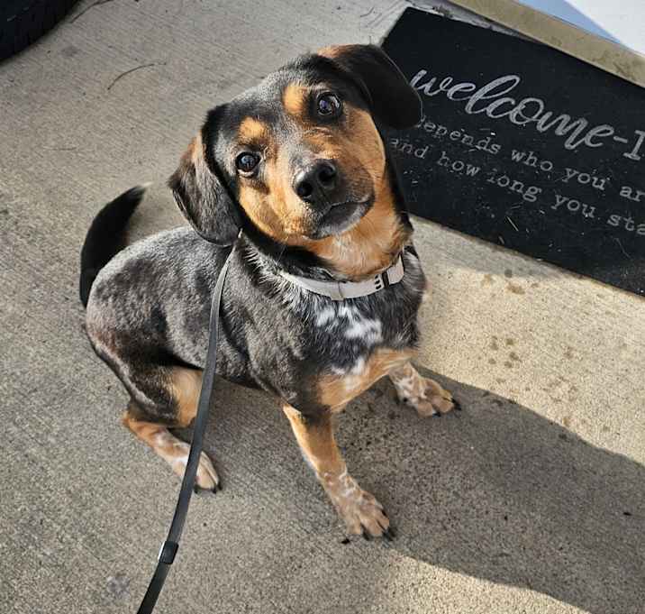Photo of Rex