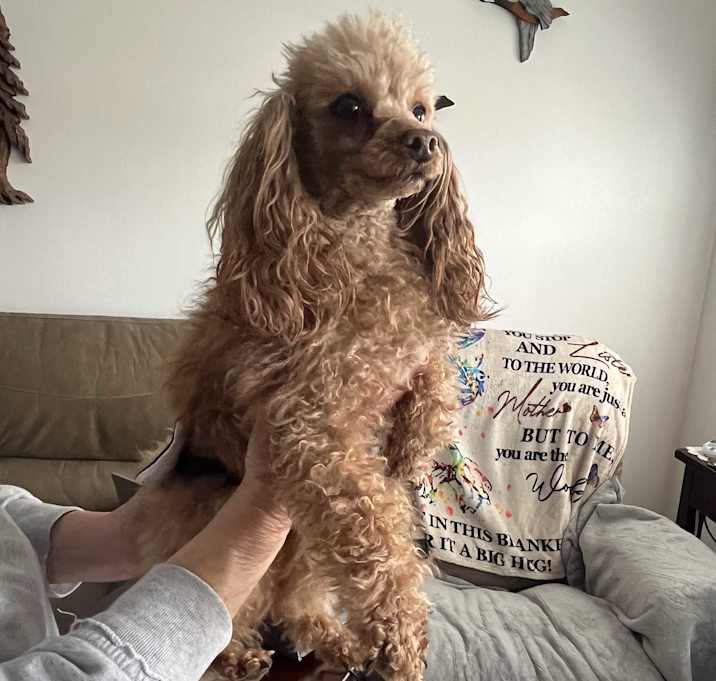 Photo of Jr,  ADOPTED