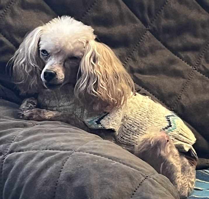 Photo of Teddy. ADOPTED
