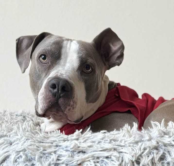 Photo of Billy Bob - AVAILABLE