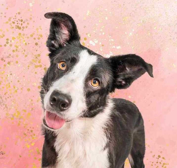 Photo of Stella