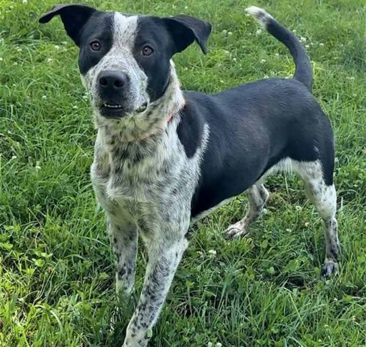Photo of Buck