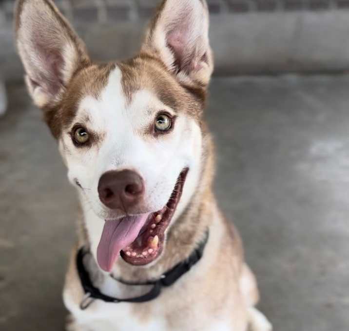 Photo of Dinkus