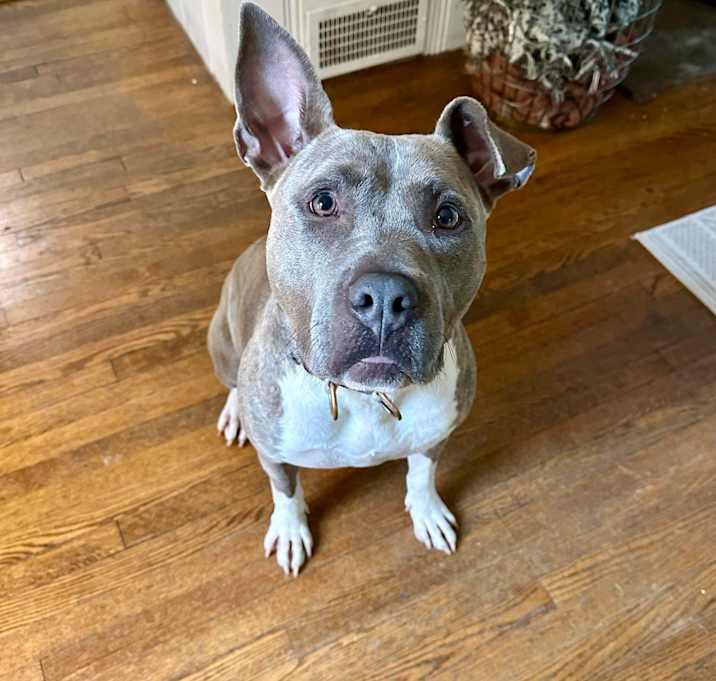 Photo of Periwinkle