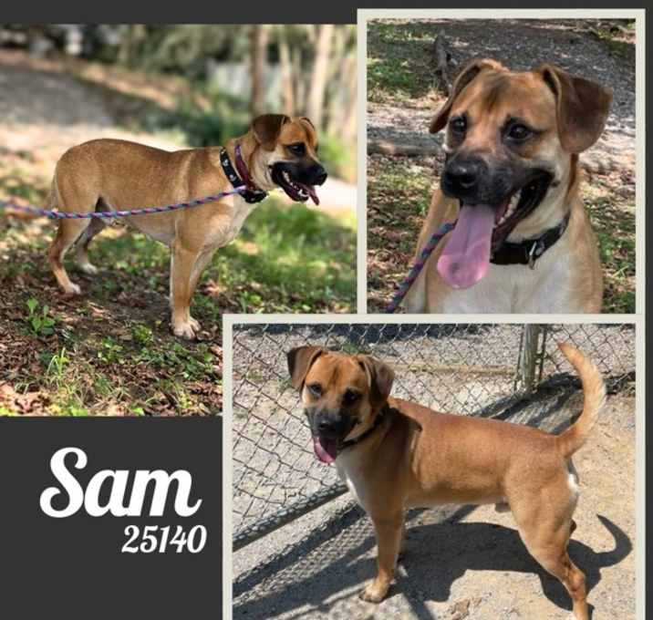 Photo of Sam