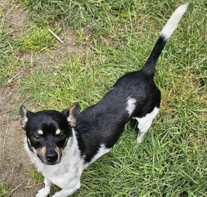 Photo of Roscoe