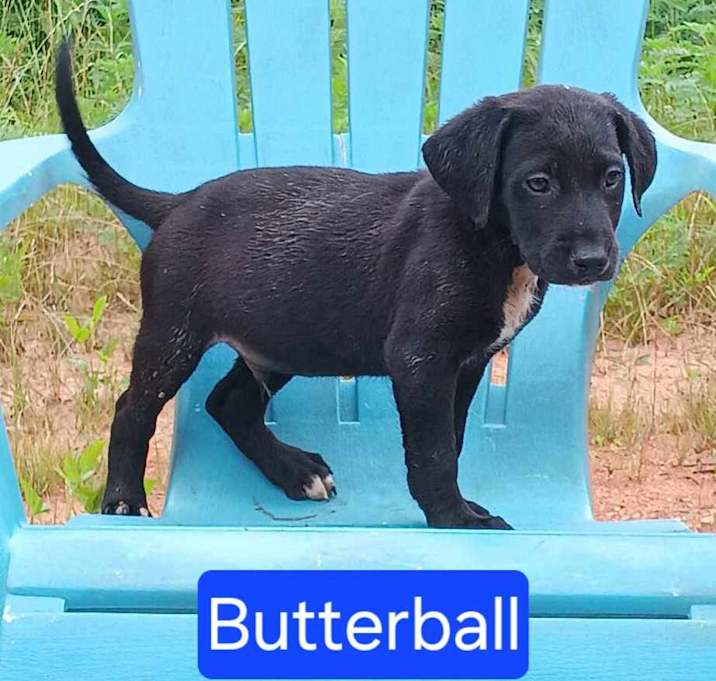 Photo of Butter Ball