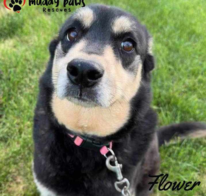 Photo of Flower (Courtesy Post)