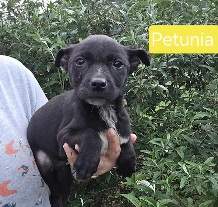 Photo of Petunia