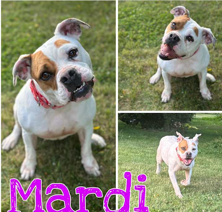 Photo of Mardi