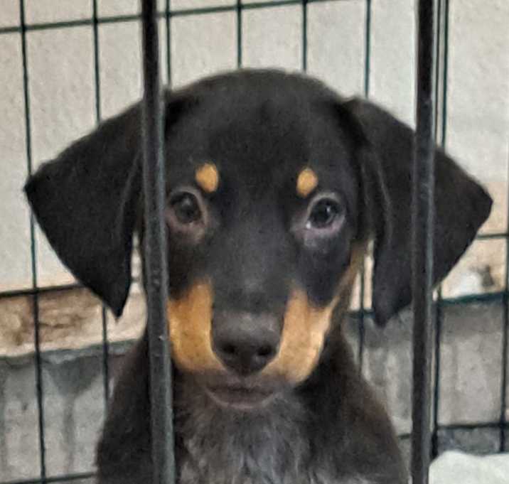 Photo of Benji