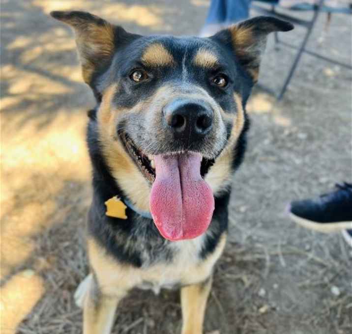 Photo of Bowser