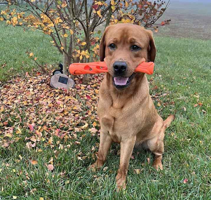 Photo of Cooper