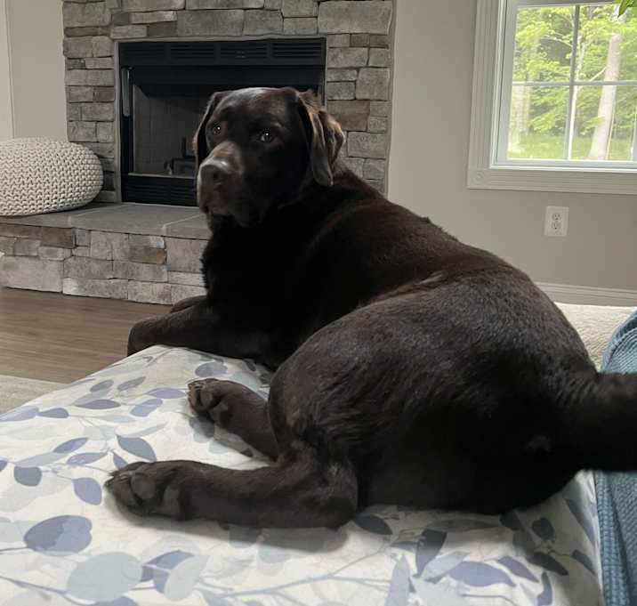 Photo of Blitz