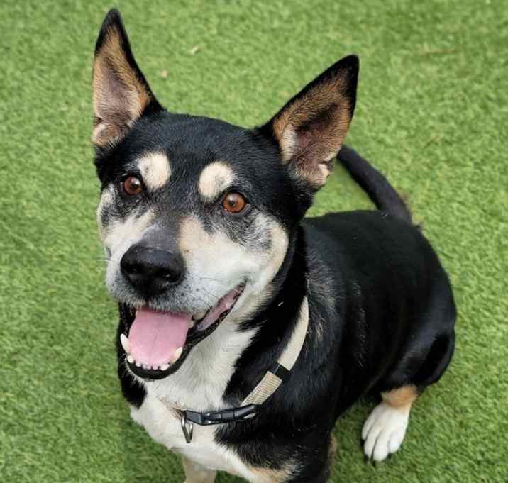 Photo of Buster