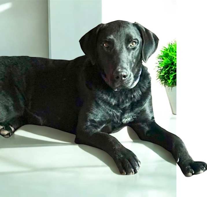 Photo of MERLIN