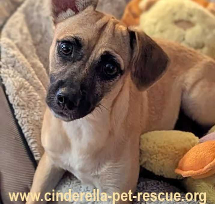 Photo of Lollipuppy