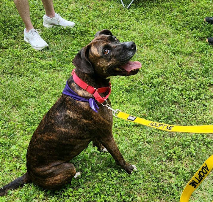 Photo of Lady