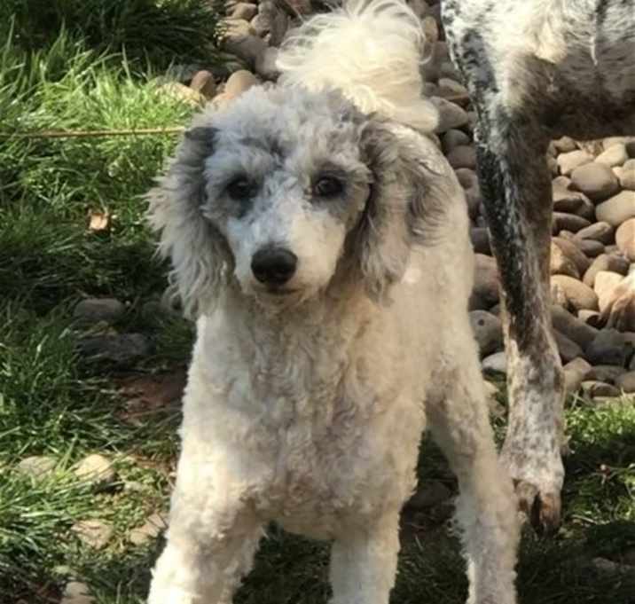Photo of Fido