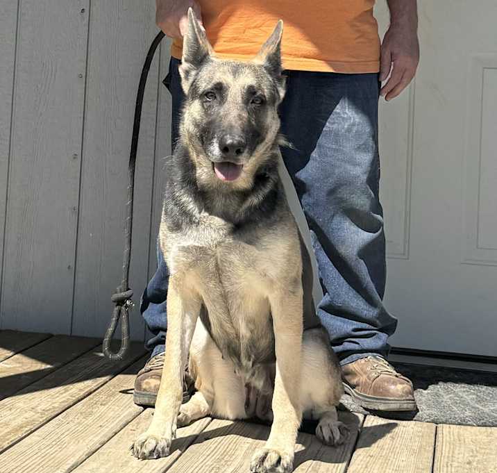 Photo of Sheba