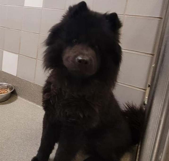 Photo of bear