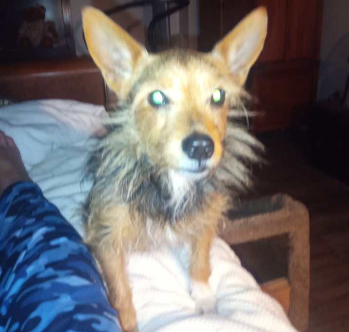 Photo of Bruno