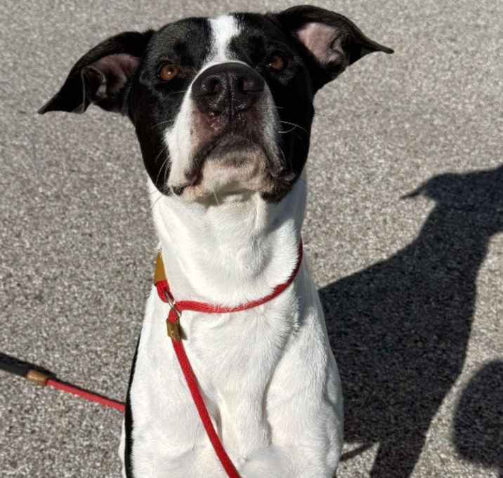 Photo of Sirius Black