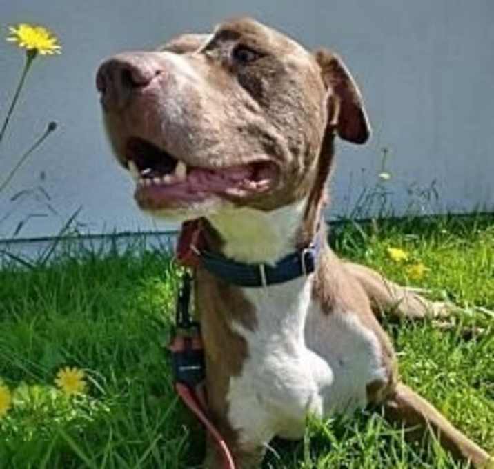 Photo of Obi